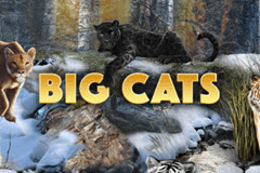 Big Cats logo